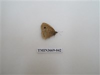 藏品(眼蝶科)的圖片